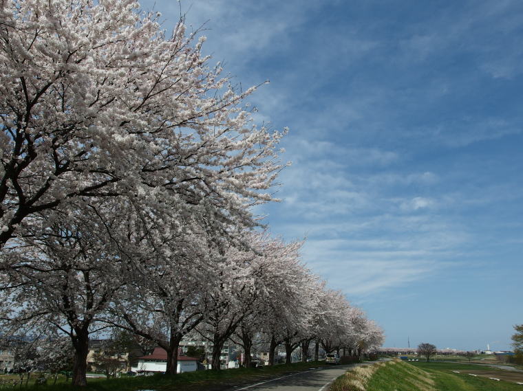 赤川堤の桜並木