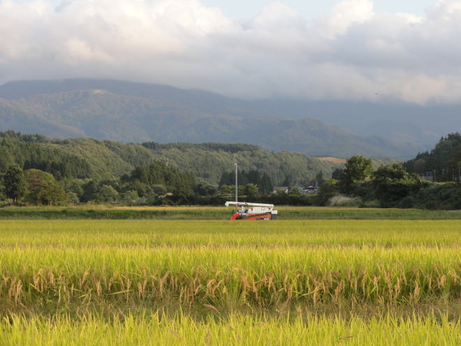 月山高原での稲刈り