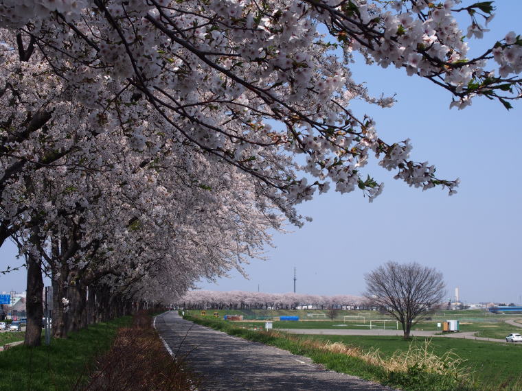 赤川土手の桜並木