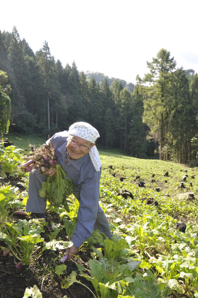 藤沢かぶを収穫する後藤勝利