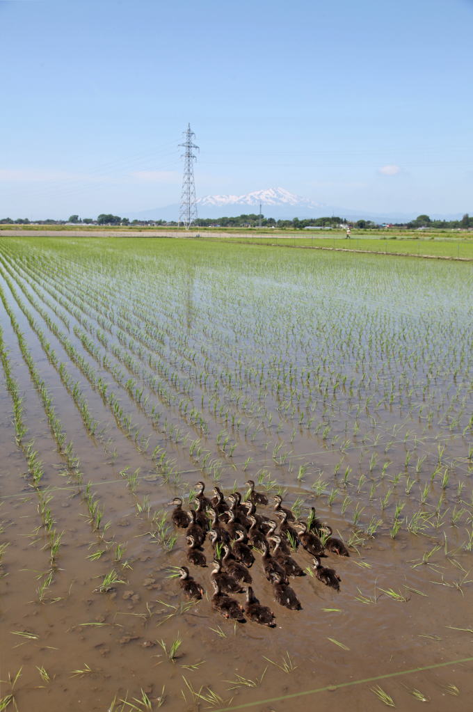 米の有機合鴨栽培