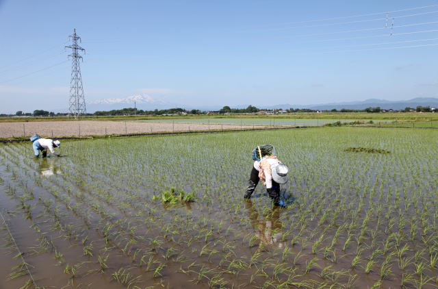 鳥海山を背景に稲の補植