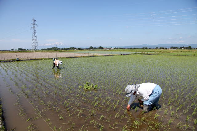 鳥海山を背景に稲の補植