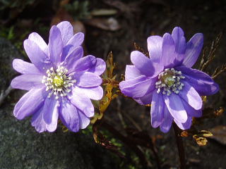 キクザキイチゲ（蒼花）