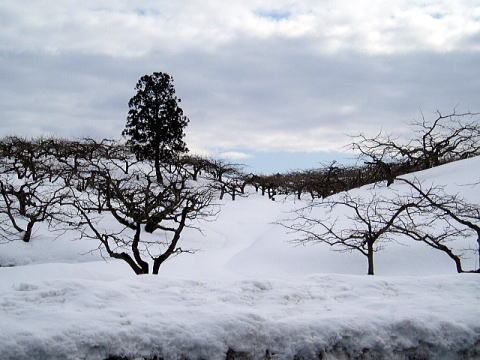 雪の庄内柿畑