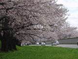 赤川堤の桜