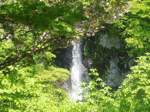 山桜と米の粉の滝