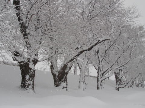 雪桜並木