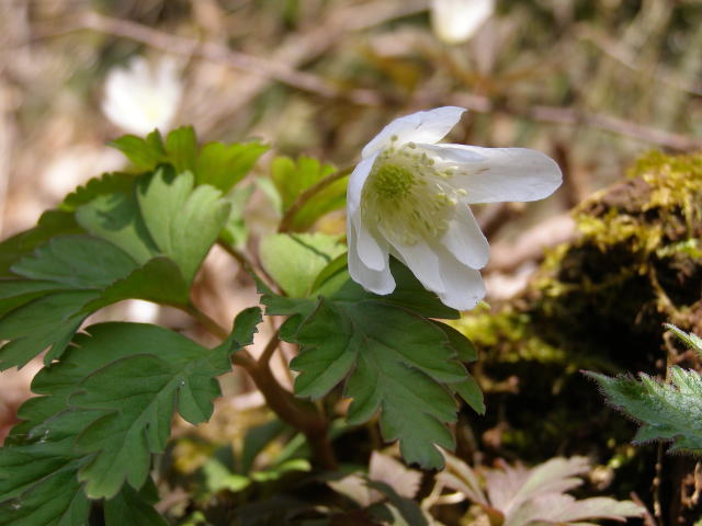 キクザキイチゲ・白花