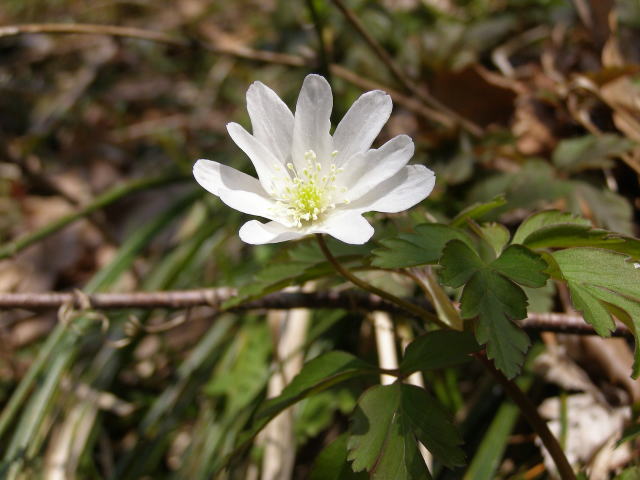 キクザキイチゲ・白花