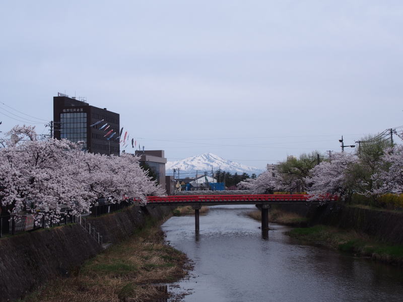 内川みゆき橋付近の桜と鳥海山