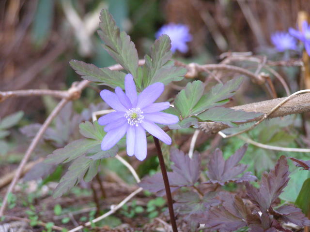 キクザキイチゲ・蒼色