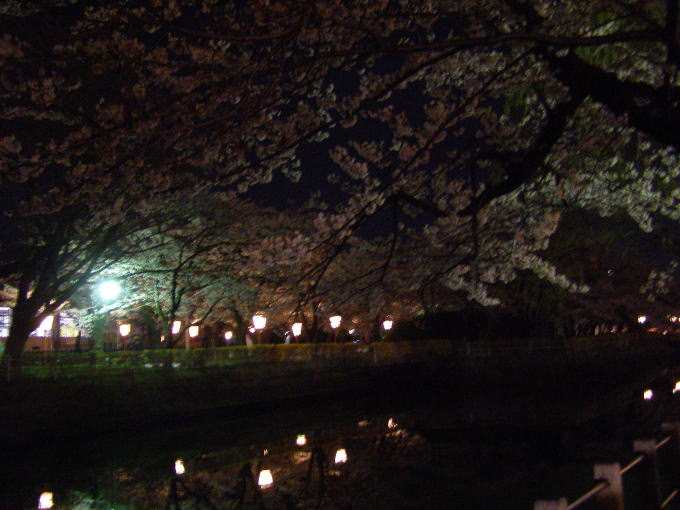 鶴岡公園　夜桜