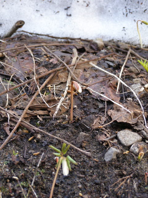 アズマイチゲの芽生え