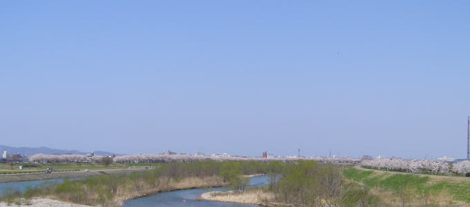 赤川堤の桜並木