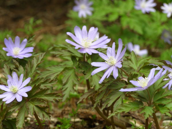 キクザキイチゲ・蒼花