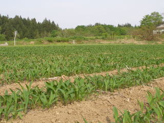 行者にんにくの畑　月山高原