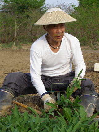 行者にんにく　栽培の元祖　今井勇雄