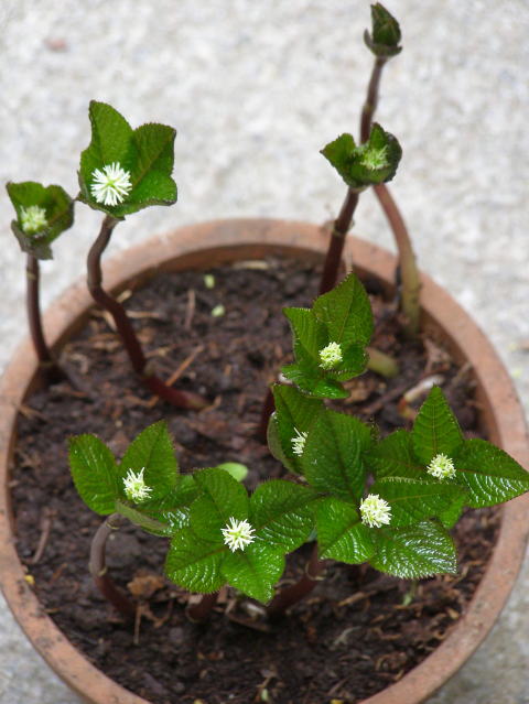 鉢植えしたヒトリシズカ