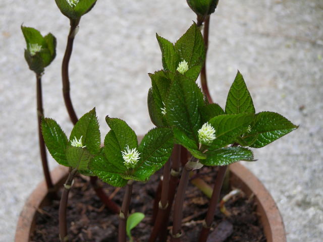 鉢植えしたヒトリシズカ