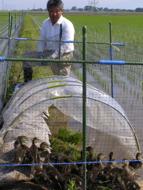 合鴨の田圃入り準備