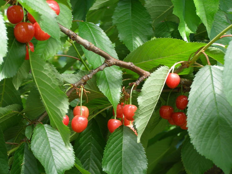 紅さやか　収穫間近か