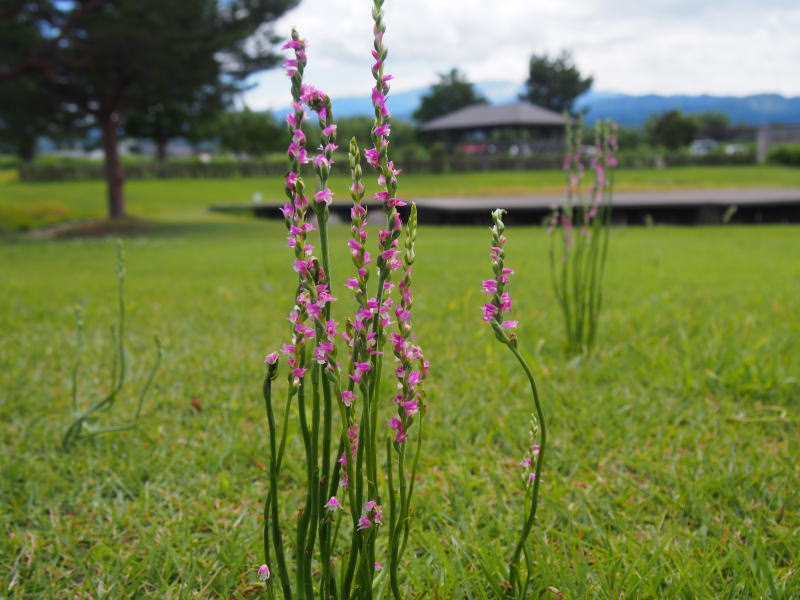 ネジバナの花