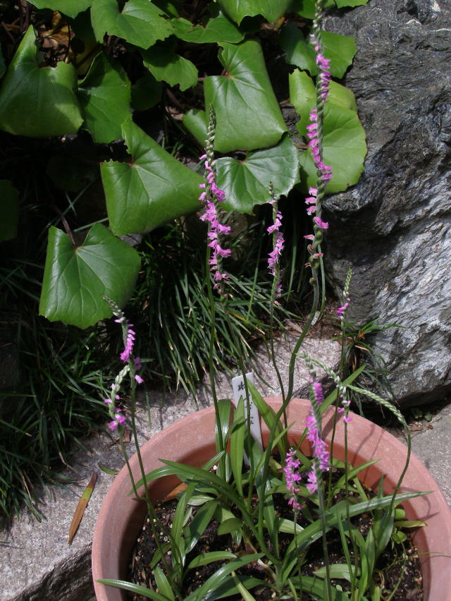 ネジバナの花