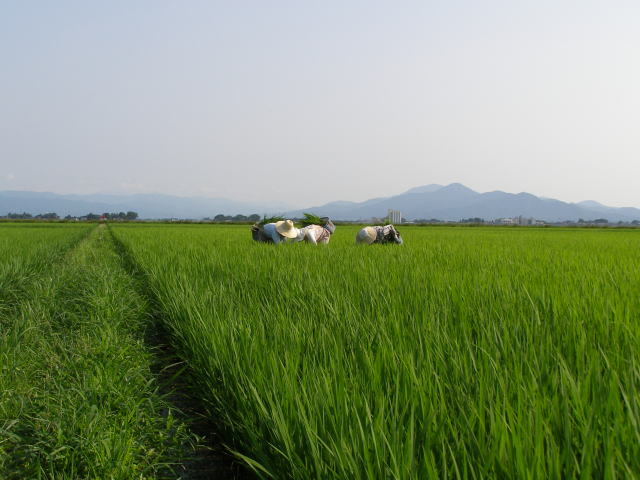 黙って稗草取り