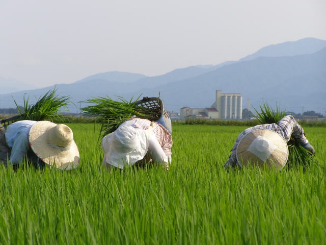 ただ、ひたすら稗草取り（背景にカントリーエレベーター）