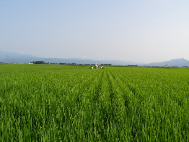 広い田圃で稗草取り