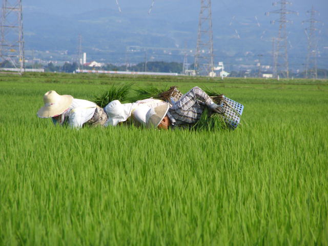 まだまだ稗草取り