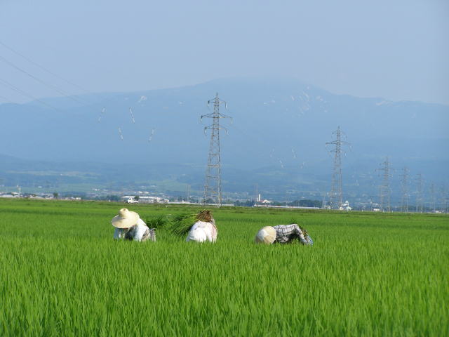 もくもくと稗草取り（背後の山は月山）