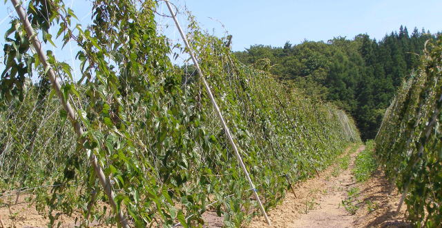 月山長芋畑