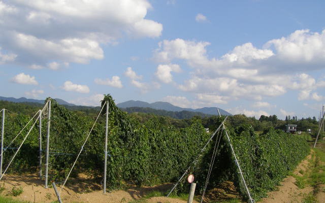 月山長芋の生育状況