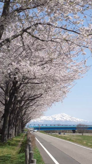赤川土手の桜並木と鳥海山