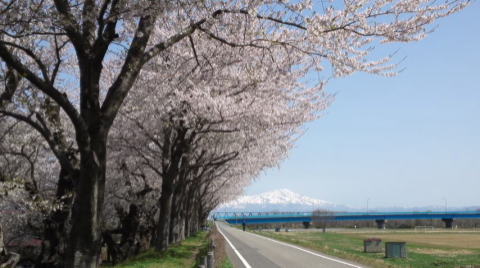 赤川土手の桜並木と鳥海山