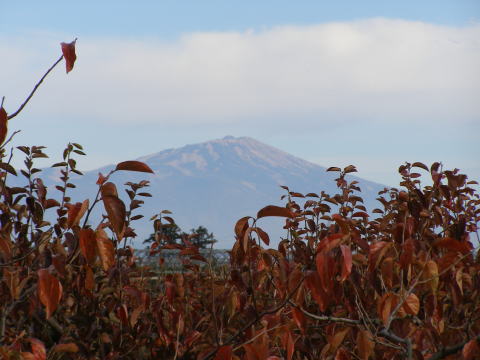 庄内柿の紅葉と鳥海山