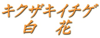 キクザキイチゲ 　白　花