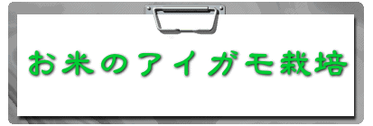  お米のアイガモ栽培 