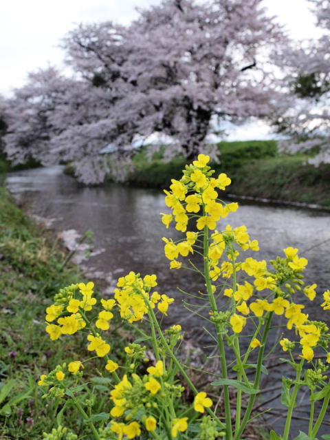 赤川の桜
