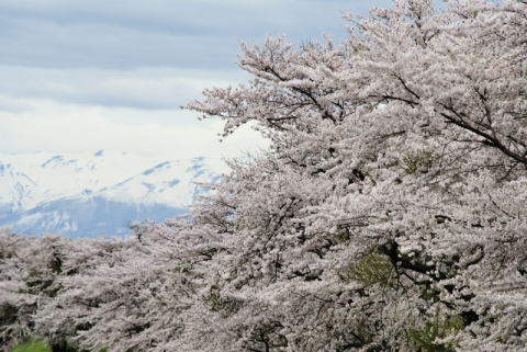 赤川の桜