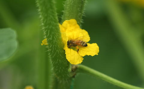 ミツバチによる受粉 