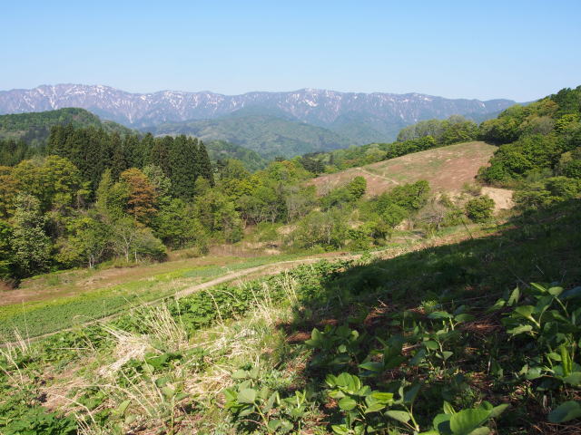 大平高原わらび園