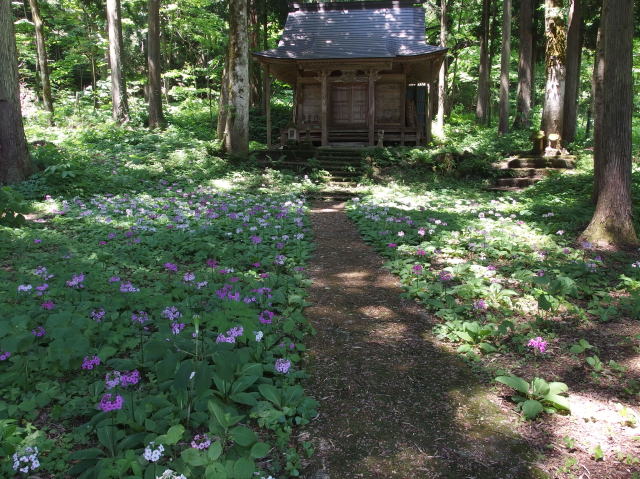 クリンソウの群生　八幡様