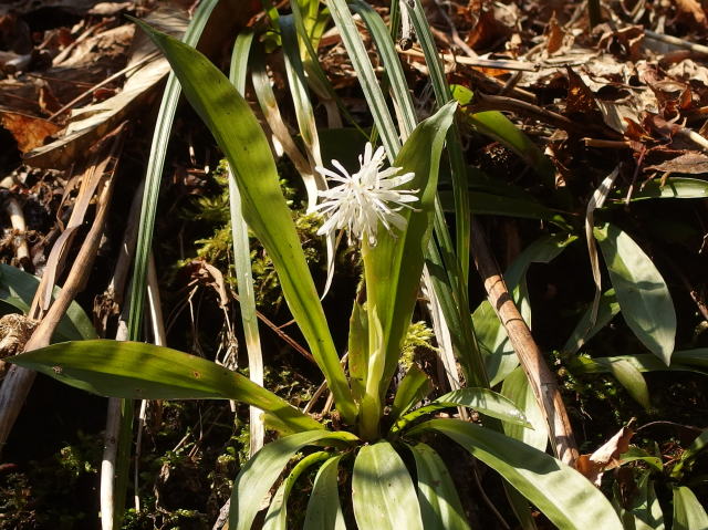 白花ショウジョウバカマ