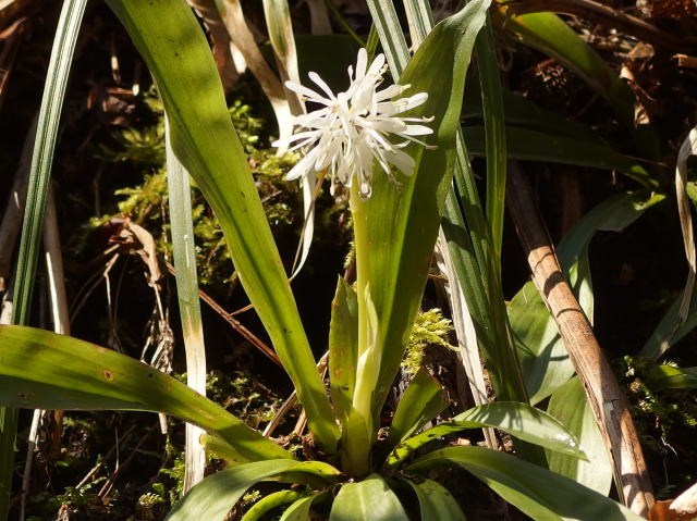 白花ショウジョウバカマ