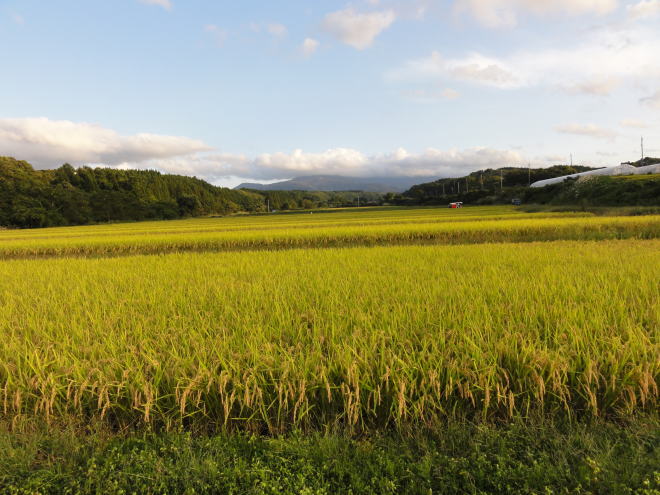 月山高原の稲穂