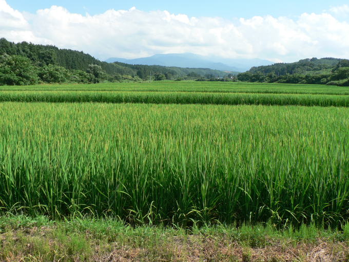 月山高原水田の出穂期