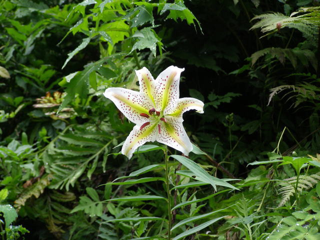 山ゆのの花